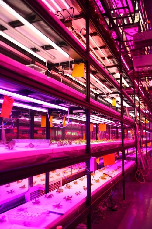 新農民技術貼 植物工廠里光的技術項目策劃
